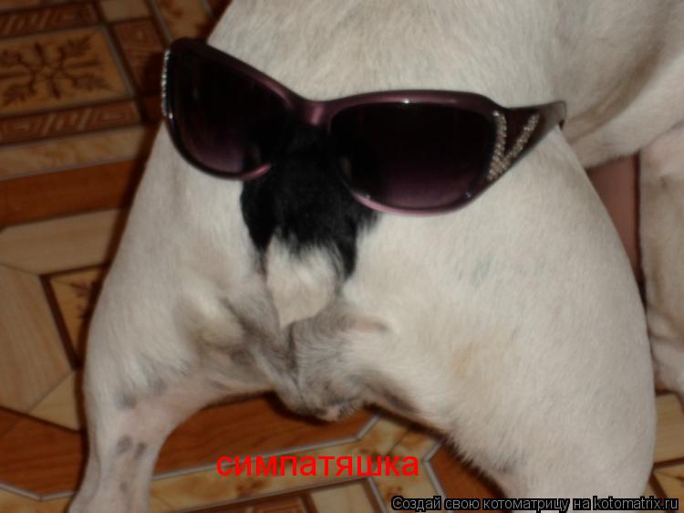 Котоматрица: симпатяшка