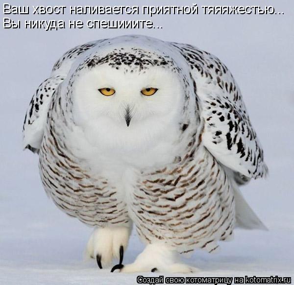 Котоматрица: Ваш хвост наливается приятной тяяяжестью... Вы никуда не спешииите...