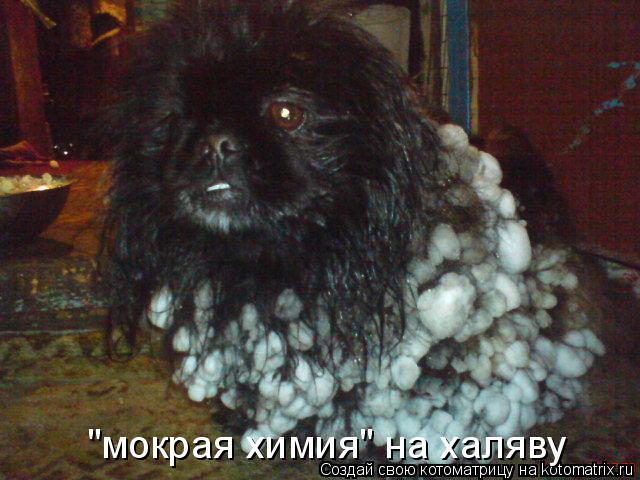 Котоматрица: "мокрая химия" на халяву