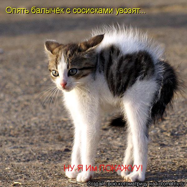 Котоматрица: Опять балычёк с сосисками увозят... НУ Я Им ПОКАЖУУ!