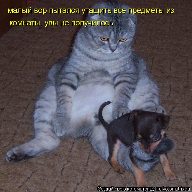 Котоматрица: малый вор пытался утащить все предметы из  комнаты. увы не получилось