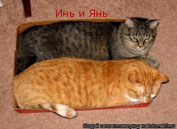 Котоматрица: Инь и Янь