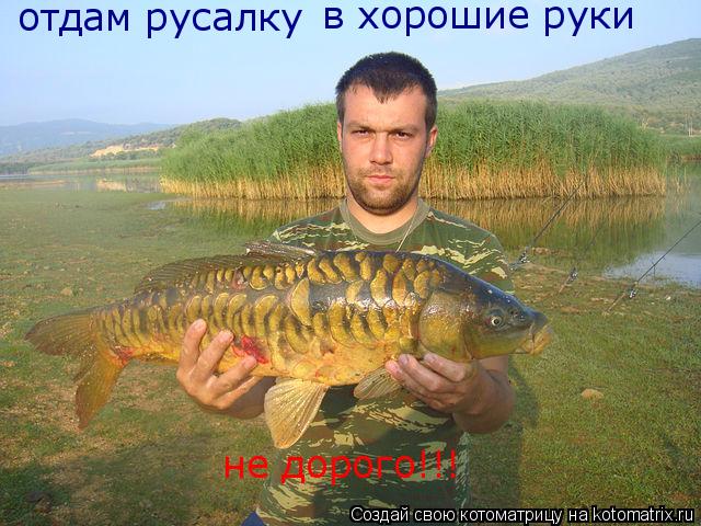 Котоматрица: отдам русалку в хорошие руки не дорого!!!