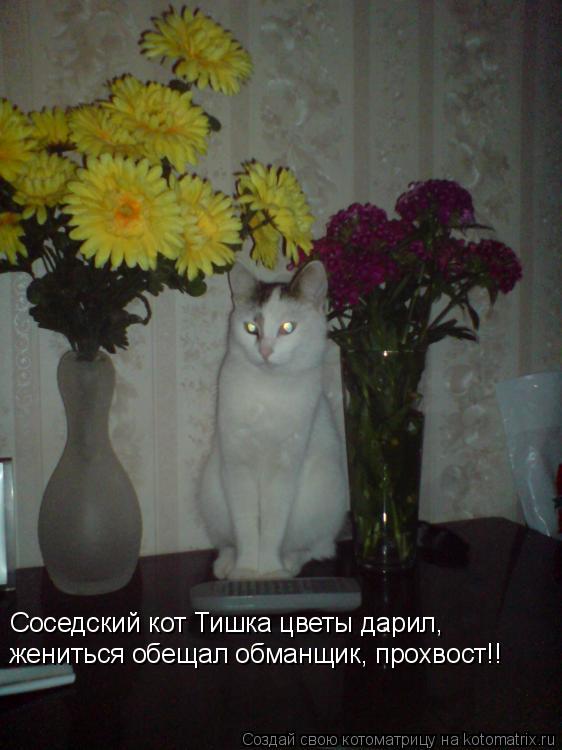 Котоматрица: Соседский кот Тишка цветы дарил, жениться обещал обманщик, прохвост!!