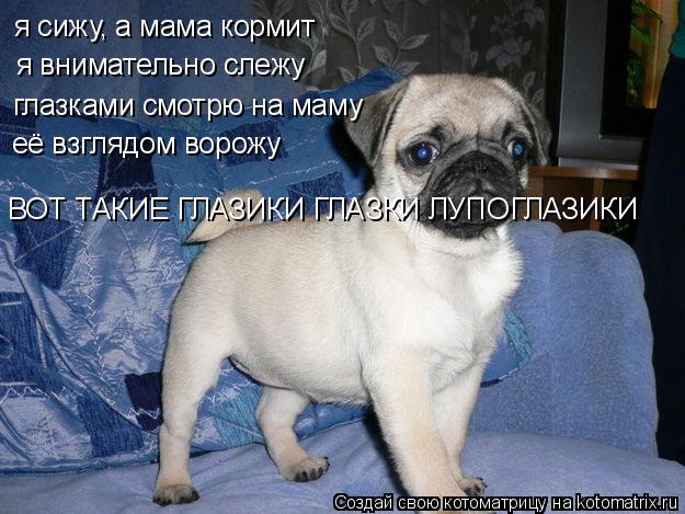 Котоматрица: я сижу, а мама кормит я внимательно слежу глазками смотрю на маму её взглядом ворожу ВОТ ТАКИЕ ГЛАЗИКИ ГЛАЗКИ ЛУПОГЛАЗИКИ