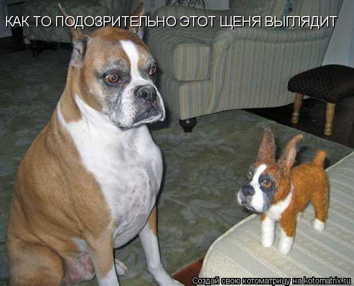 Котоматрица: КАК ТО ПОДОЗРИТЕЛЬНО ЭТОТ ЩЕНЯ ВЫГЛЯДИТ