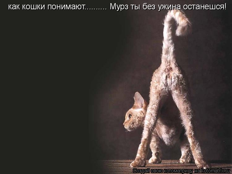 Котоматрица: как кошки понимают.......... Мурз ты без ужина останешся!