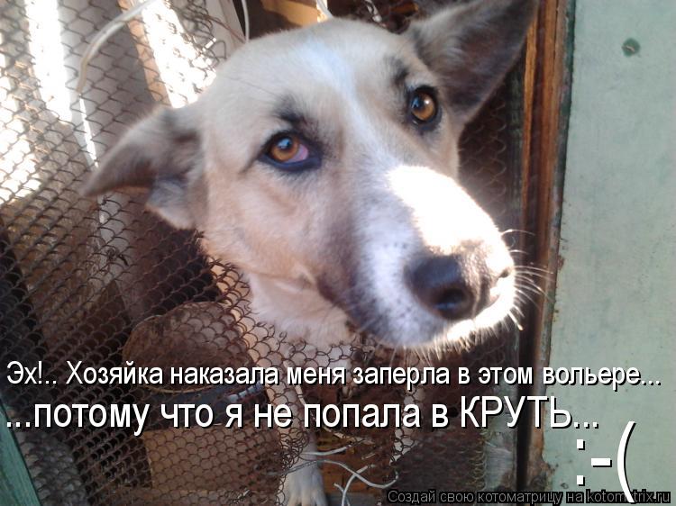 Котоматрица: Эх!.. Хозяйка наказала меня заперла в этом вольере... ...потому что я не попала в КРУТЬ... :-(