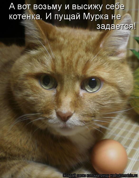 А вот возьму и высижу себе котенка. И пущай Мурка не задается!... Котоматрица: А вот возьму и высижу себе котенка. И пущай Мурка не задается!