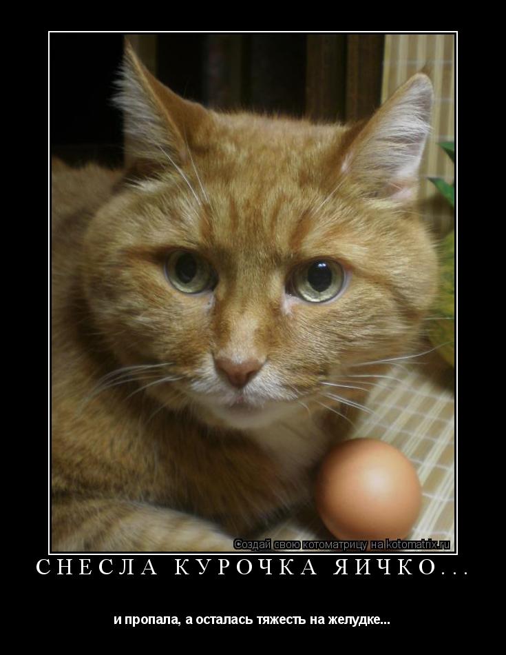 Снесла курочка яичко... и пропала, а осталась тяжесть на желудке...... Котоматрица: Снесла курочка яичко... и пропала, а осталась тяжесть на желудке...