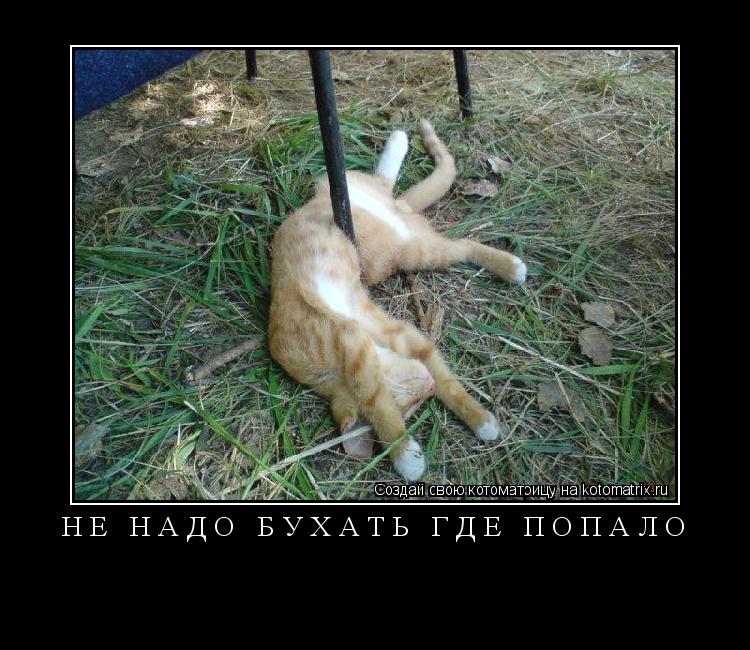 Котоматрица: не надо бухать где попало 