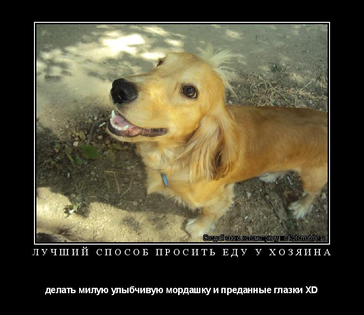 ЛУЧШИЙ СПОСОБ ПРОСИТЬ ЕДУ У ХОЗЯИНА делать милую улыбчивую мордашку и преданные глазки XD... Котоматрица: ЛУЧШИЙ СПОСОБ ПРОСИТЬ ЕДУ У ХОЗЯИНА делать милую улыбчивую мордашку и преданные глазки XD