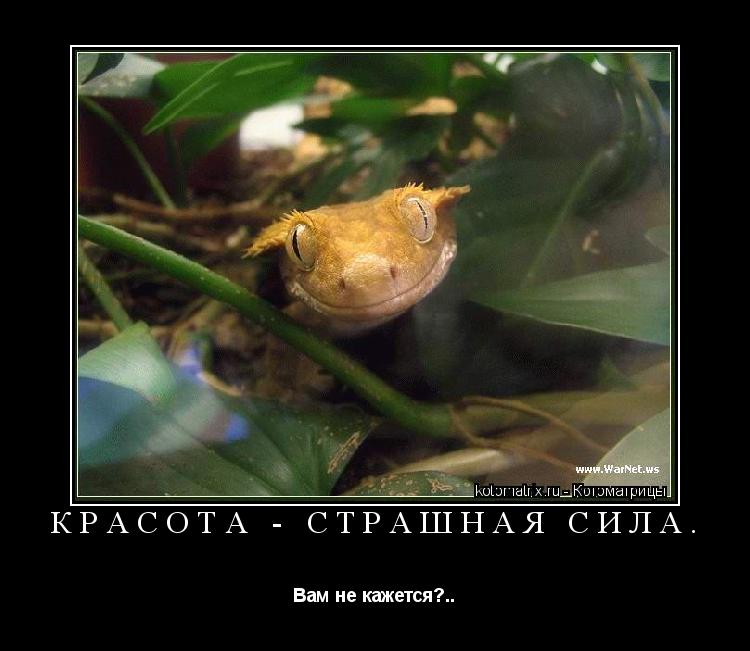 Котоматрица: Красота - страшная сила. Вам не кажется?..