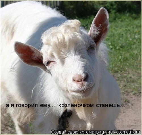 Котоматрица: а я говорил ему.... козлёночком станешь...