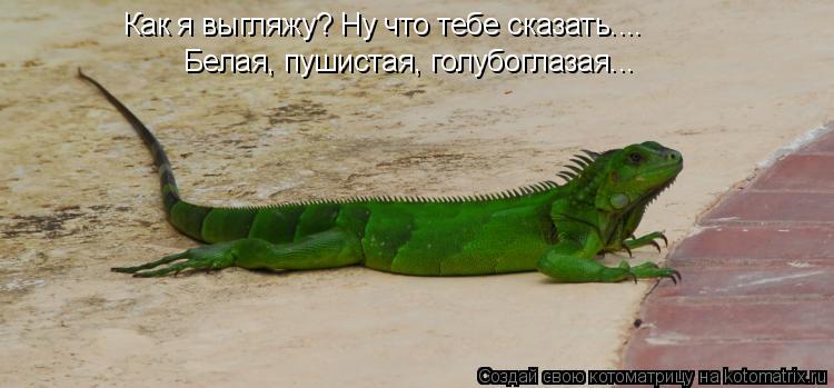 Котоматрица: Как я выгляжу? Ну что тебе сказать.... Белая, пушистая, голубоглазая...
