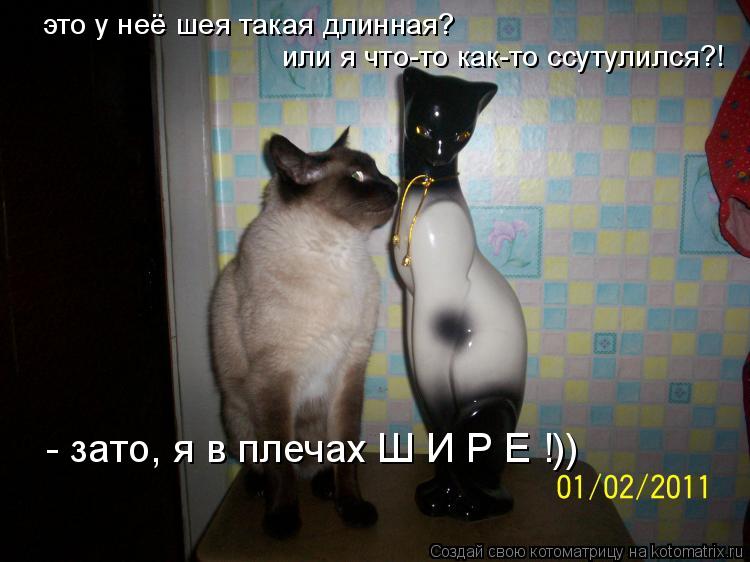 Котоматрица: или я что-то как-то ссутулился?!  это у неё шея такая длинная? - зато, я в плечах Ш И Р Е !))