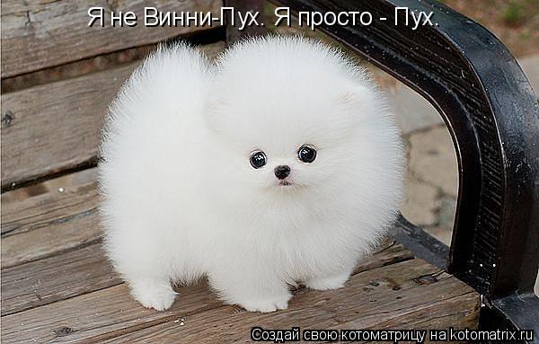 Котоматрица: Я не Винни-Пух. Я просто - Пух.