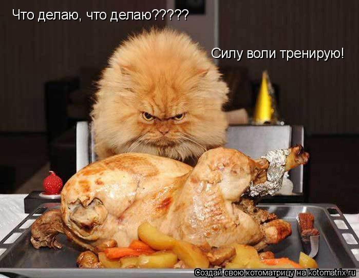 Котоматрица: Что делаю, что делаю????? Силу воли тренирую!