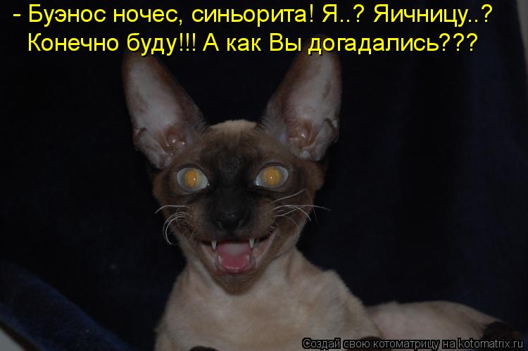 Котоматрица: - Буэнос ночес, синьорита! Я..? Яичницу..? Конечно буду!!! А как Вы догадались???