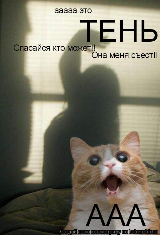 Котоматрица: ааааа это ТЕНЬ Спасайся кто может!! Она меня съест!! ААА