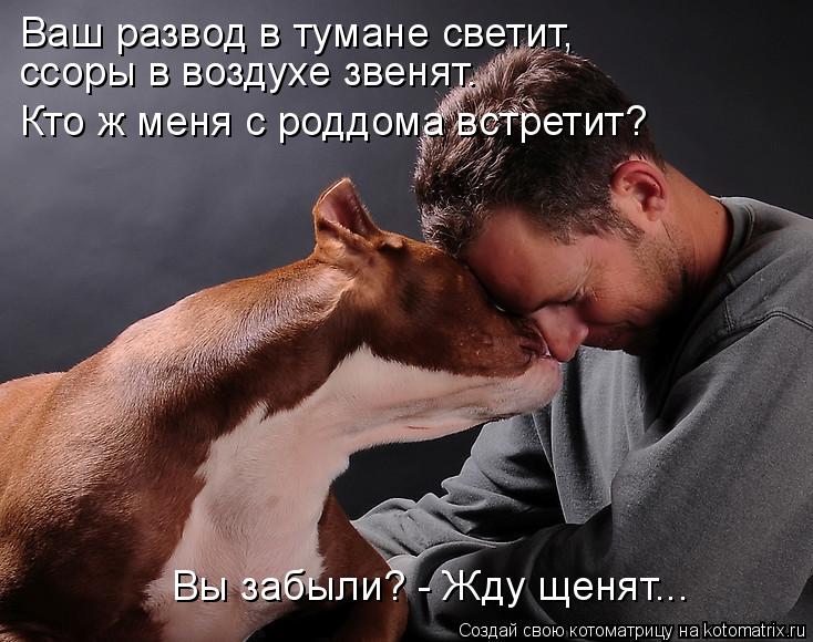Котоматрица: Ваш развод в тумане светит,  ссоры в воздухе звенят. Кто ж меня с роддома встретит?  Вы забыли? - Жду щенят...