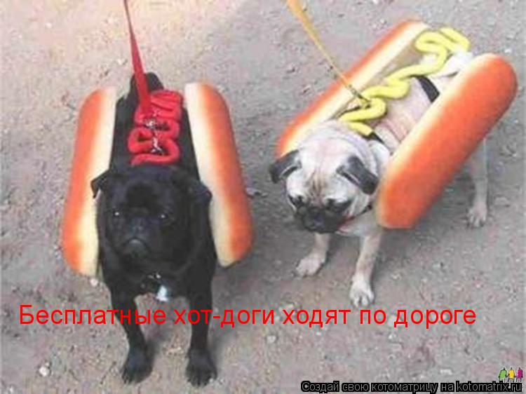 Котоматрица: Бесплатные хот-доги ходят по дороге