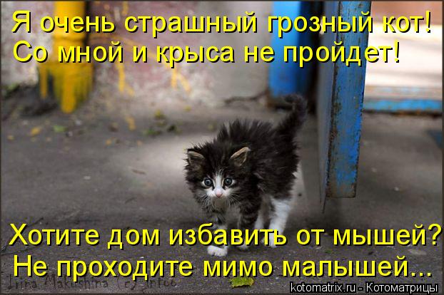 Котоматрица: Я очень страшный грозный кот! Со мной и крыса не пройдет! Хотите дом избавить от мышей? Не проходите мимо малышей...
