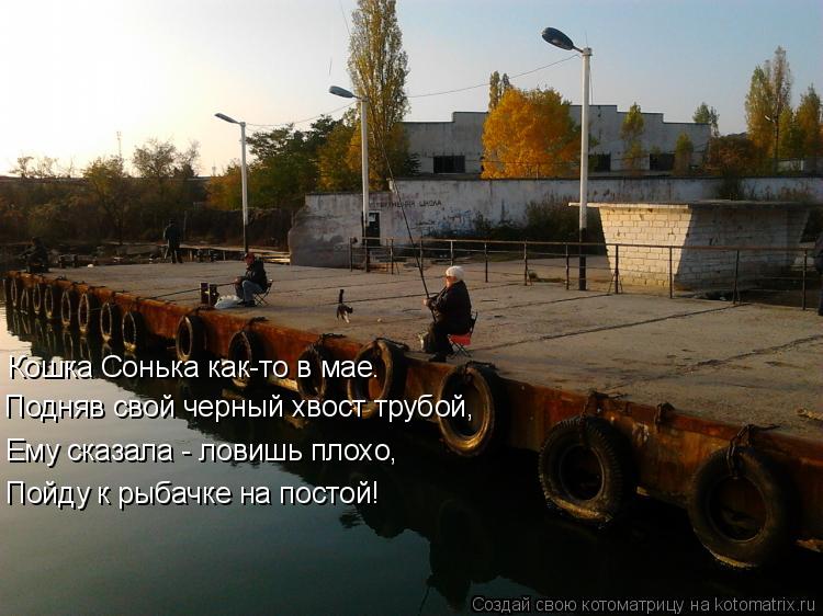 Подняв свой черный хвост трубой, Ему сказала - ловишь плохо, Пойду к рыбачке на постой! Кошка Сонька ... Котоматрица: Подняв свой черный хвост трубой, Ему сказала - ловишь плохо, Пойду к рыбачке на постой! Кошка Сонька как-то в мае.
