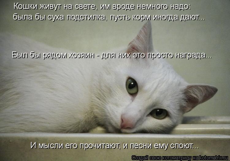 Котоматрица: Кошки живут на свете, им вроде немного надо: И мысли его прочитают, и песни ему споют... была бы суха подстилка, пусть корм иногда дают... Был бы