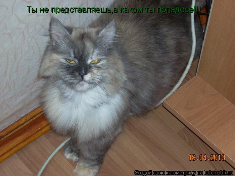 Котоматрица: Ты не представляешь,в каком ты попадосе!!!