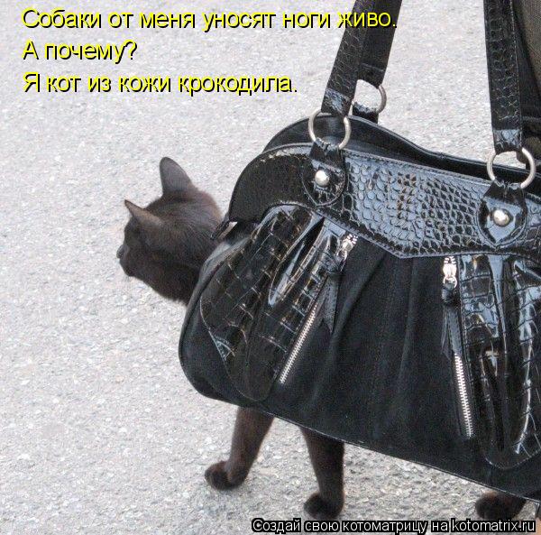 Котоматрица: Собаки от меня уносят ноги живо. А почему? Я кот из кожи крокодила.