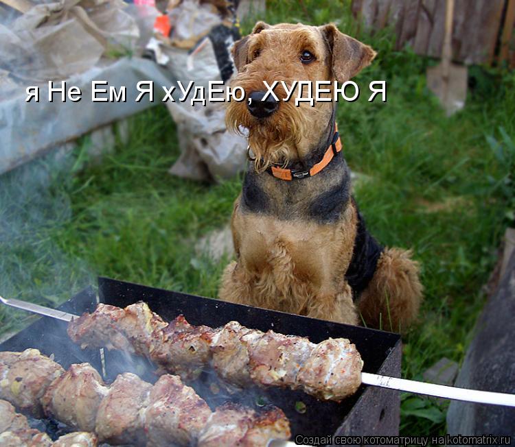 Котоматрица: я Не Ем Я хУдЕю, ХУДЕЮ Я