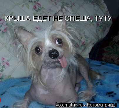 Котоматрица: КРЫША ЕДЕТ НЕ СПЕША, ТУТУ