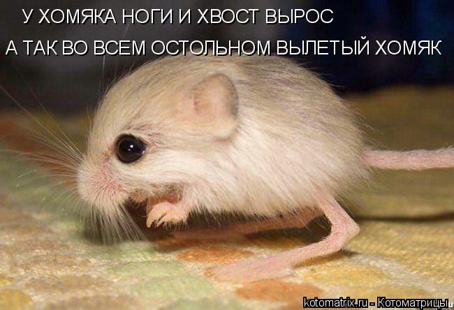 Котоматрица: У ХОМЯКА НОГИ И ХВОСТ ВЫРОС А ТАК ВО ВСЕМ ОСТОЛЬНОМ ВЫЛЕТЫЙ ХОМЯК