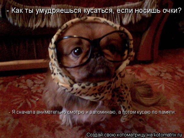 Котоматрица: - Как ты умудряешься кусаться, если носишь очки?    - Я сначала внимательно смотрю и запоминаю, а потом кусаю по памяти.