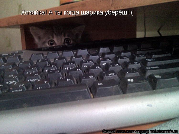 Котоматрица: Хозяйка! А ты когда шарика уберёш!:(