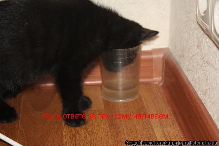 Котоматрица: Мы в ответе за тех, кому наливаем.