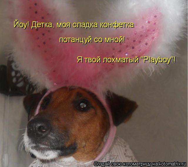 Котоматрица: Йоу! Детка, моя сладка конфетка потанцуй со мной! Я твой лохматый "Playboy"!
