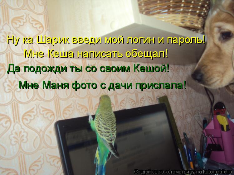 Котоматрица: Мне Кеша написать обещал! Да подожди ты со своим Кешой!  Мне Маня фото с дачи прислала! Ну ка Шарик введи мой логин и пароль!