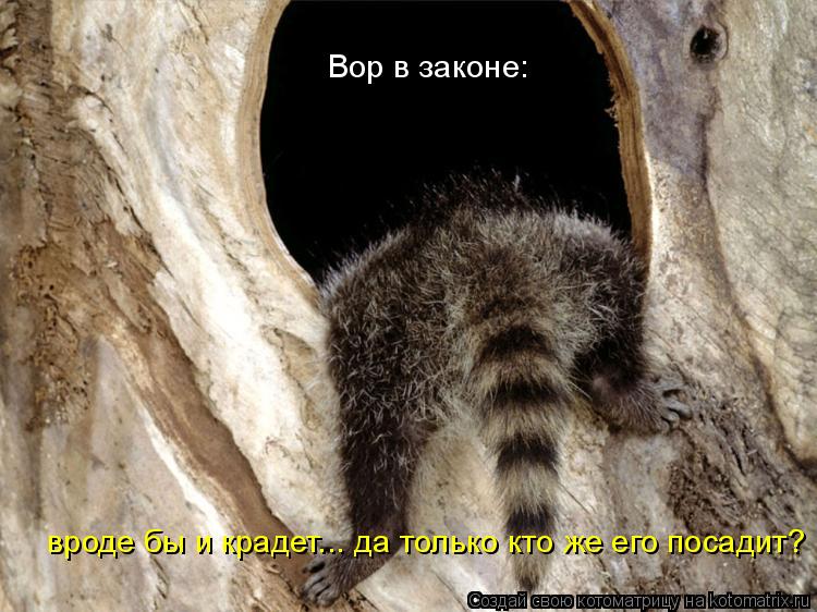 Котоматрица: Вор в законе: вроде бы и крадет... да только кто же его посадит?
