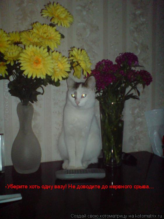 Котоматрица: -Уберите хоть одну вазу! Не доводите до нервного срыва...