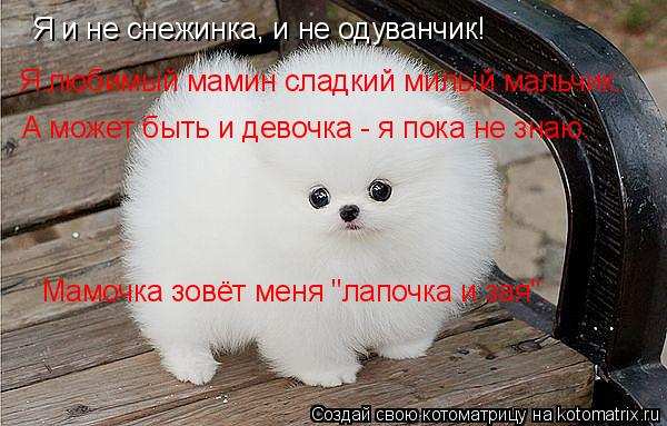Котоматрица: Я и не снежинка, и не одуванчик! Я любимый мамин сладкий милый мальчик. А может быть и девочка - я пока не знаю. Мамочка зовёт меня "лапочка и з