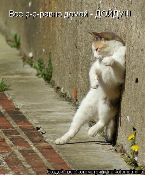 Котоматрица: Все р-р-равно домой - ДОЙДУ!!!...
