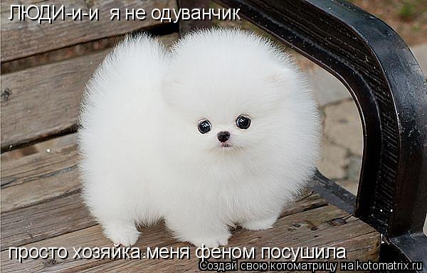 Котоматрица: ЛЮДИ-и-и  я не одуванчик  просто хозяйка меня феном посушила