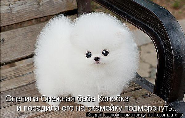Котоматрица: Слепила Снежная баба Колобка  и посадила его на скамейку подмерзнуть...