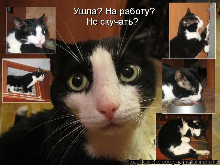 Котоматрица: Не скучать? Ушла? На работу?