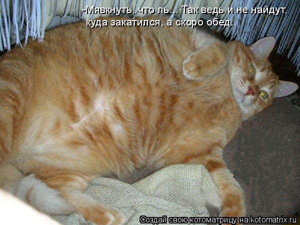 Котоматрица: -Мявкнуть, что ль... Так ведь и не найдут,  куда закатился, а скоро обед.