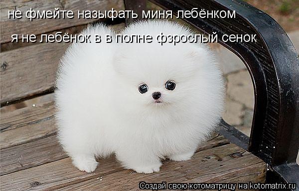 Котоматрица: не фмейте назыфать миня лебёнком я не лебёнок в в полне фзрослый сенок