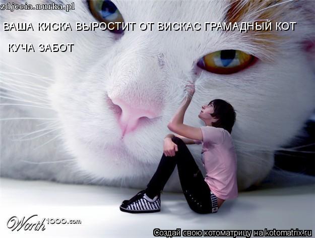 Котоматрица: ВАША КИСКА ВЫРОСТИТ ОТ ВИСКАС ГРАМАДНЫЙ КОТ КУЧА ЗАБОТ