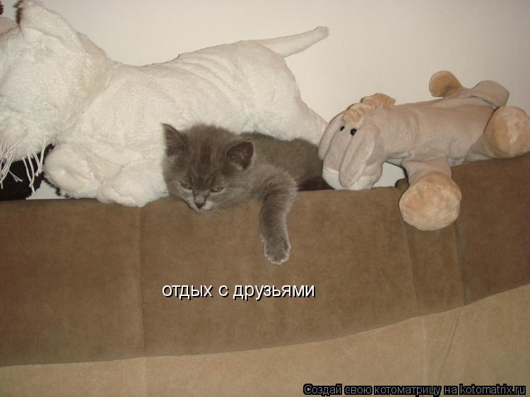 Котоматрица: отдых с друзьями
